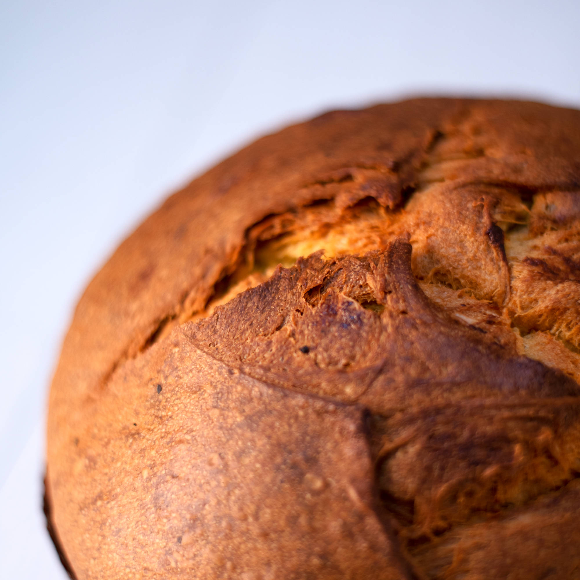 panettone-orlando-bakery-meg-creative-house